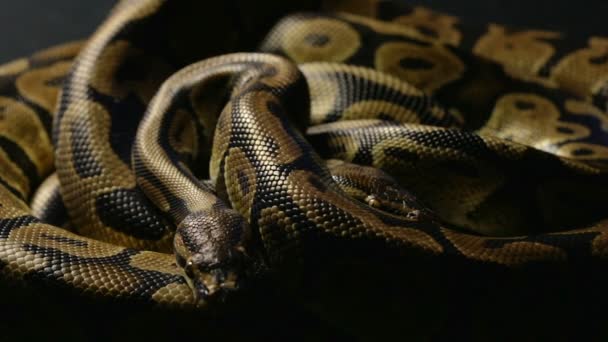 Two royal ball pythons in shadow — Stock Video