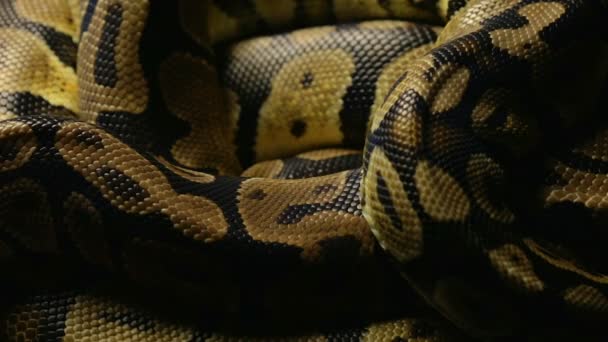 Snakeskins pattern of python in shadow — Stock Video
