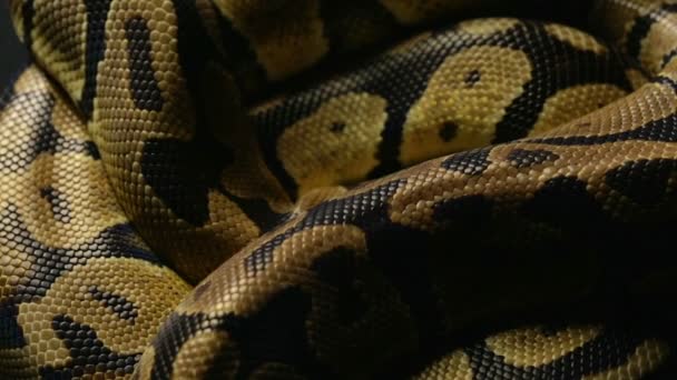 Patroon van de koninklijke pythons slangenhuid — Stockvideo
