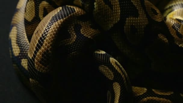 Pattern of pythons snakeskin in knot — Stock Video