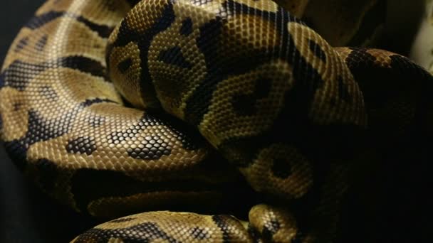 Texturou hadí kůže ve stínu — Stock video