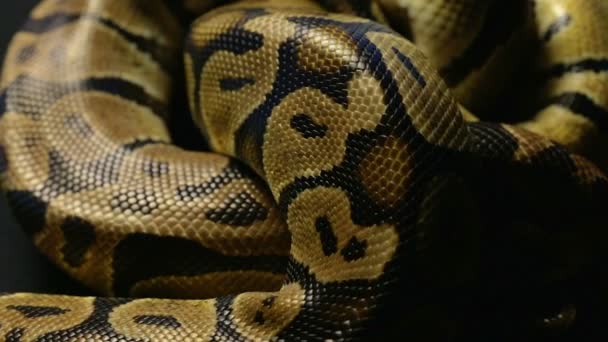 Texture des pythons royaux peau de serpent dans l'ombre — Video