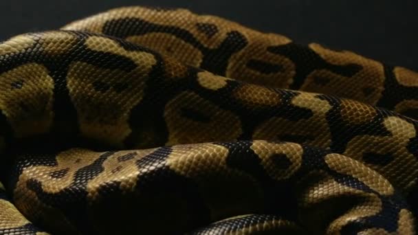 Antecedentes da pele de cobra — Vídeo de Stock