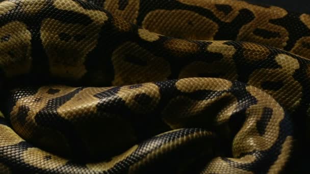 A Monty Python kígyóbőr háttér
