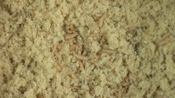 Maggots of fly in sawdust — Stock Video