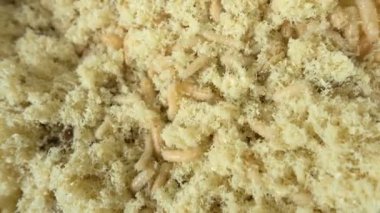 Sinek talaş içinde gezinme solucanlar