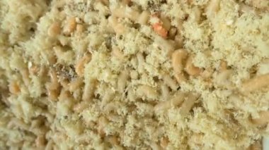 Talaş içinde gezinme beyaz solucanlar