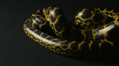 Sarı anaconda düğüm tarama