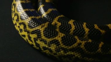 Studio sarı anaconda tarama