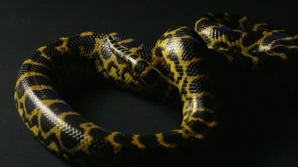 Serpiente amarilla arrastrándose — Vídeos de Stock