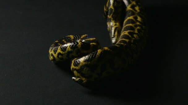 Krabbeltierpython — Stockvideo