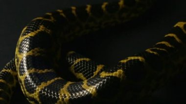 Sarı anaconda gölge içinde gezinme