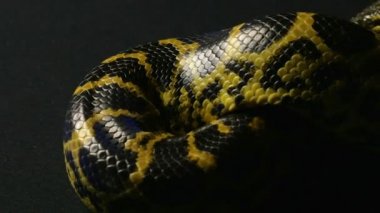 Düğüm sarı anaconda içinde gezinme