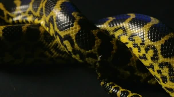 Knot of yellow python — Stock Video