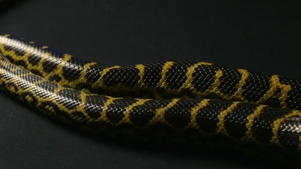 Crawling yellow anaconda with tongue — Stock Video