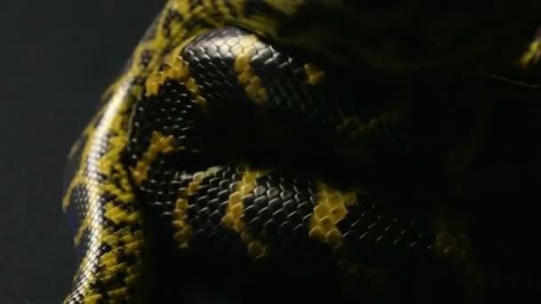 Crawling in knot anaconda — Stock Video