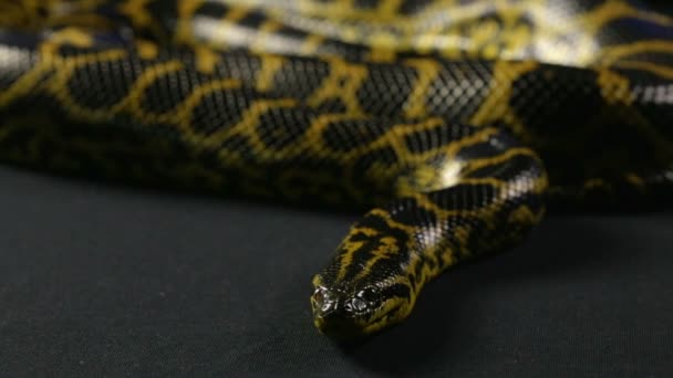 Guardando anaconda giallo — Video Stock