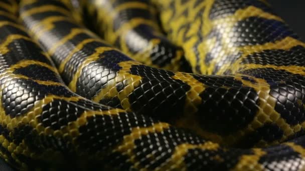 Patroon van slangenhuid, anaconda — Stockvideo