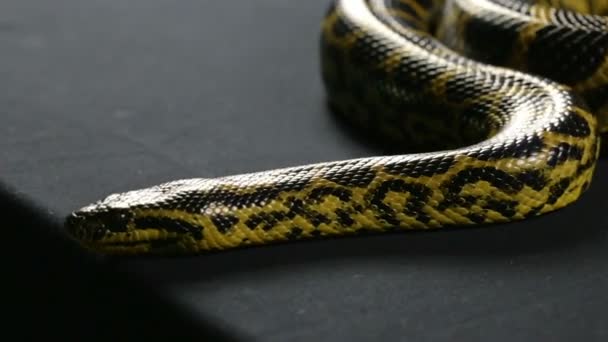 Kruipen neer Gele anaconda — Stockvideo