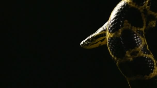 Appeso anaconda gialla — Video Stock