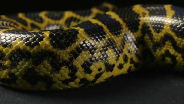 Serpiente arrastrándose sobre fondo negro — Vídeos de Stock