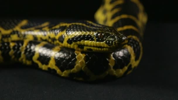 Gele anaconda wachten — Stockvideo