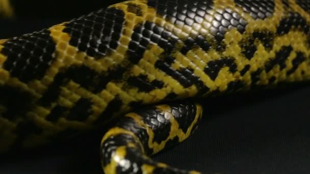 Crawling tail of yellow python — Stock Video