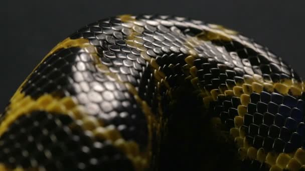 Primo piano tiro di pelle di serpente — Video Stock