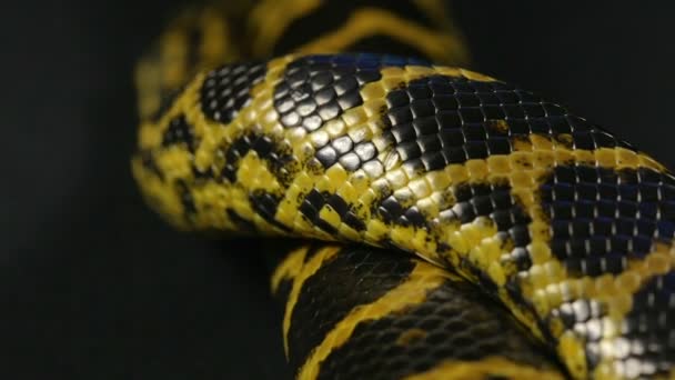 Close up ripresa di strisciante anaconda — Video Stock