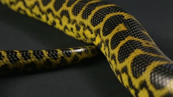 Krypande svans gul orm — Stockvideo