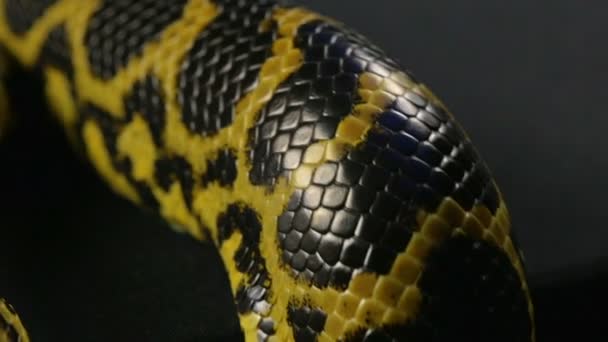 Disparo de cerca de piel de serpiente anacondas amarillas — Vídeos de Stock