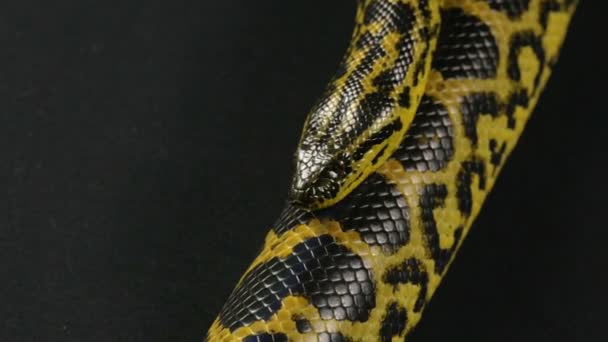 Rastejando animal de estimação anaconda amarelo — Vídeo de Stock