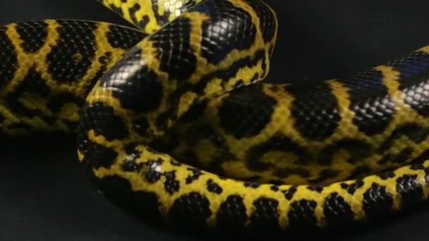 Python animal rampant sur fond noir — Video