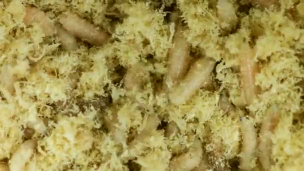 Wiggling maggots of fly — Stock Video