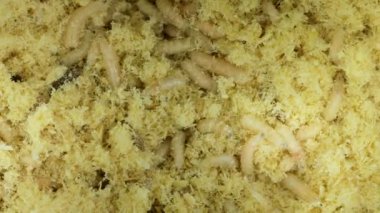 Sinek kurtçukları karıştırma