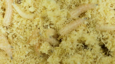 Larva talaş içinde kıpır kıpır