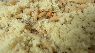 Sineğin karıştırma solucanlar