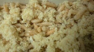 Ahşap talaş içinde sürünen kurtçuklar