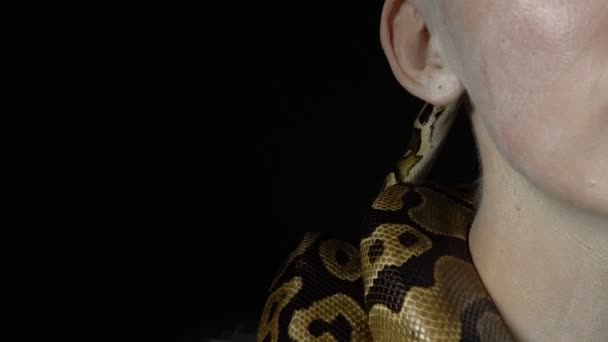 Koninklijke python in de buurt van dames gezicht — Stockvideo