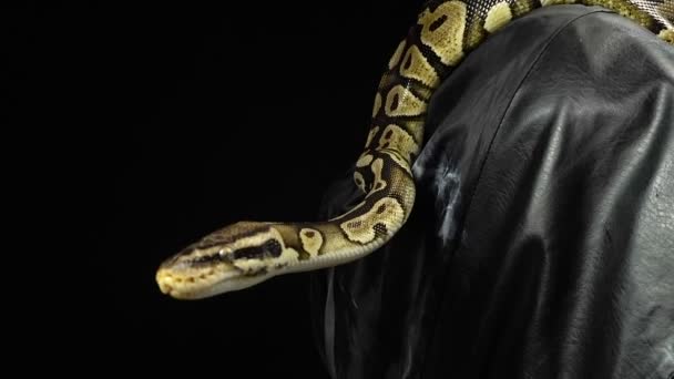 Crawling royal python on black leather — Stock Video