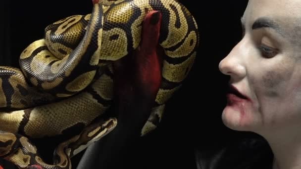 Woman in image holding two royal pythons — Stock Video