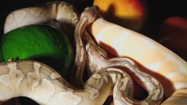 Skjutning av exotiska frukter och kungliga pythoner — Stockvideo