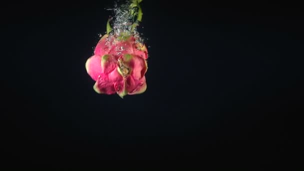 Video of falling pitaya on black background — Stock Video