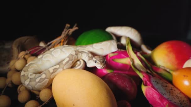 Видео экзотических фруктов и шаровых питонов — стоковое видео