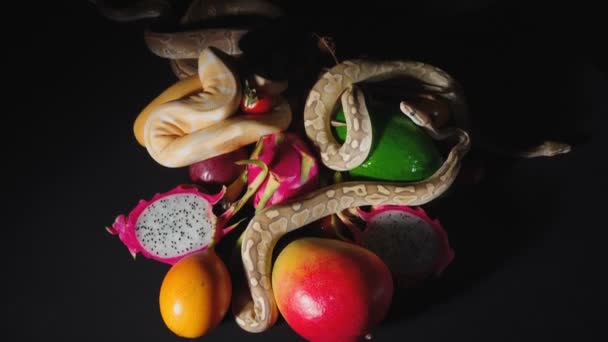 Tournage de fruits exotiques et pythons à billes — Video