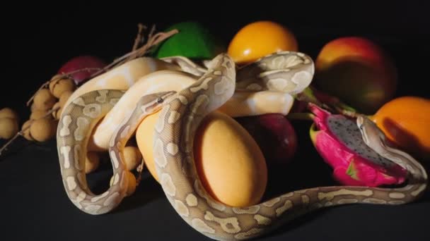 Filmaufnahmen von frischen exotischen Früchten und Kugelpythons — Stockvideo