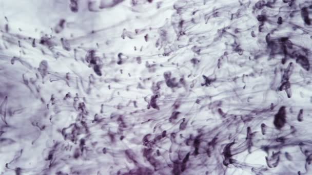 Schieten van druppels paarse inkt die in water vallen — Stockvideo