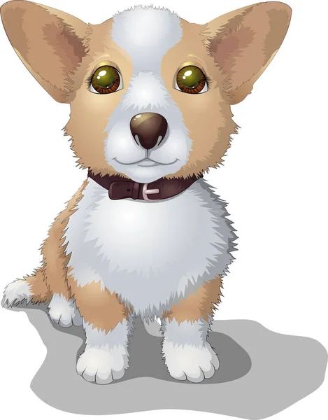 Cão de corgi de raça pura sentado em uma ilustração vetorial colarinho —  Vetores de Stock