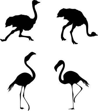 Vektör illüstrasyon devekuşu hızlı koşuyor ve ince flamingo. Çizgi film tarzında. Beyaz arkaplanda Clipart izole edildi