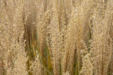 Süslü çimenlerin gür tüyleri, dikenler kapanıyor. Pampas, süs çimen dokusu arka planı. 